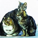 Cosa fare se troviamo un cane o un gatto incustodito Colonia di gatti randagi
