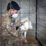 I MILITARI ITALIANI A DIFESA DEI RANDAGI DEL KOSOVO