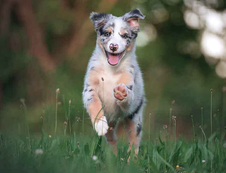 Cane che corre nel prato in primo piano