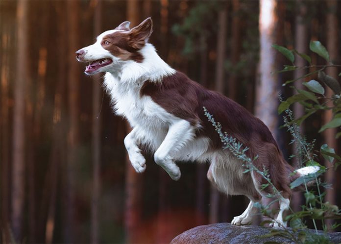 Cane atleta nel bosco