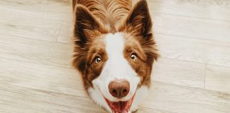 cane-dolore-articolare-web