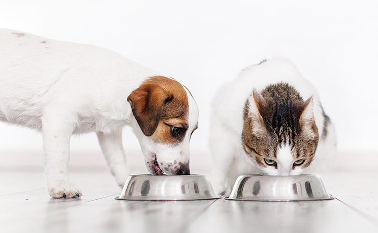 Cane e gatto che mangiano assieme la loro pappa quotidiana per un alimentazione corretta