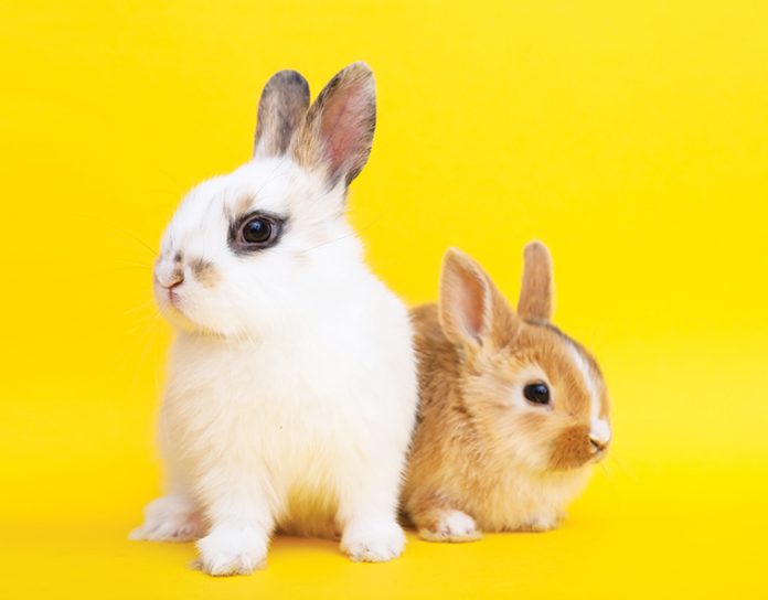 coppia di conigli in posa per articolo patologie epatiche
