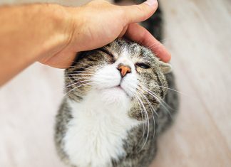 gatto anziano carezza