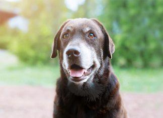 La salute articolare del cane anziano cane anziano dolore articolare
