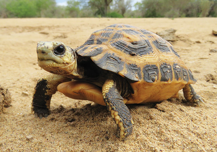 Come Trovare un Nome da Dare ad una Tartaruga - Nomi per tartarughe maschili e femminili  --- (Fonte immagine: https://petfamily.it/wp-content/uploads/2020/12/documenti_tartarughe.jpg)