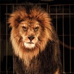 Al circo non va piu’ nessuno, solo gli animali!
