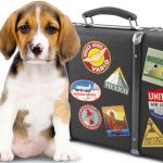 BREXIT E ANIMALI DOMESTICI Cane con la valigia pronto a spostarsi nell'Unione Europea