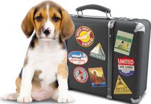 Cane con la valigia pronto a spostarsi nell'Unione Europea