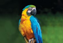 Primo piano del pappagallo Ara