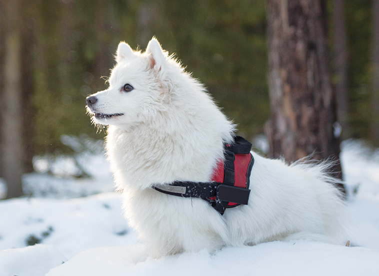 Bellissimo cane da pastore in salute sulla neve diabete mellito cane e gatto