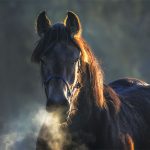Cavallo con patologie respiratorie nella nebbia