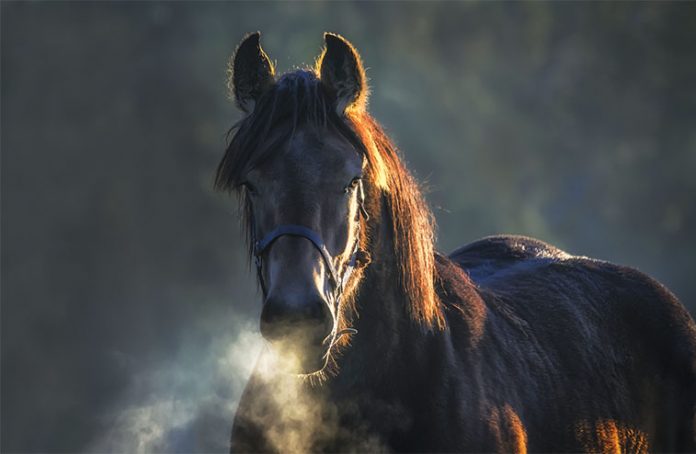 Cavallo con patologie respiratorie nella nebbia