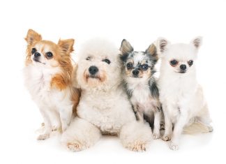 L’Idrocefalo una patologia nel cane gruppo di cani patologia idrocefalo