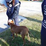 Cagnolina Kila presa a calci dal suo padrone Cagnolona-Kila-presa-a-calci