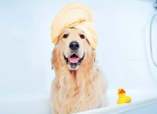 Importanza dell’igiene per il benessere del pet bagno cane