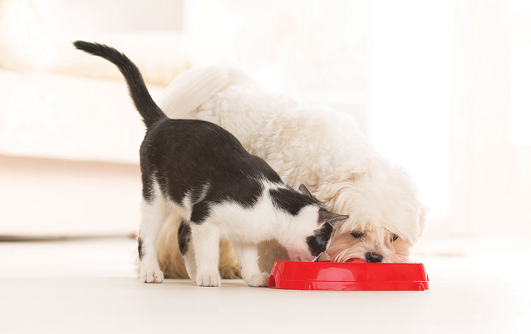 Cane e gatto Alimentazione con carne fresca