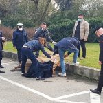 Un cervo nei Navigli
