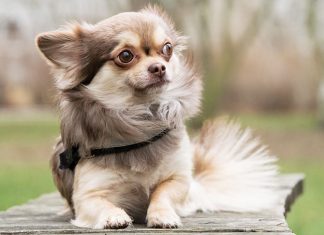 Quando il cane inizia a tremare Splendido cucciolo di chihuahua
