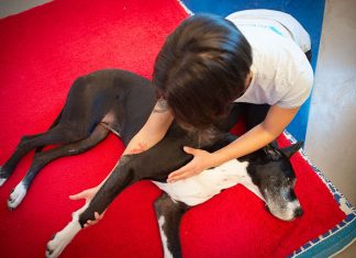 cane-massaggio-articolare