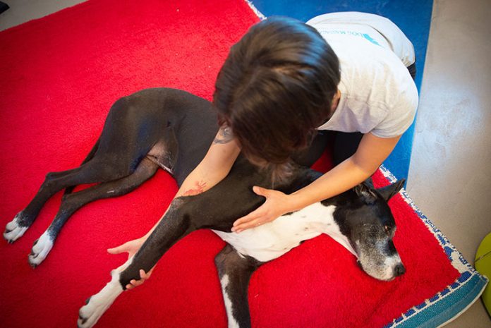 cane-massaggio-articolare