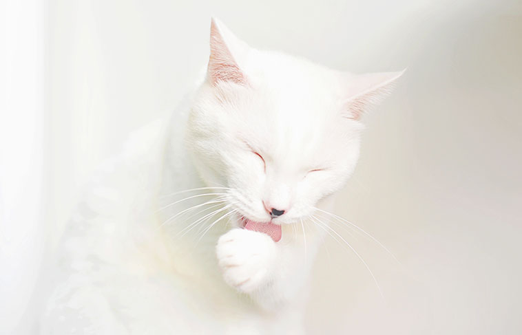 Un gatto bianco mentre si lecca la zampa