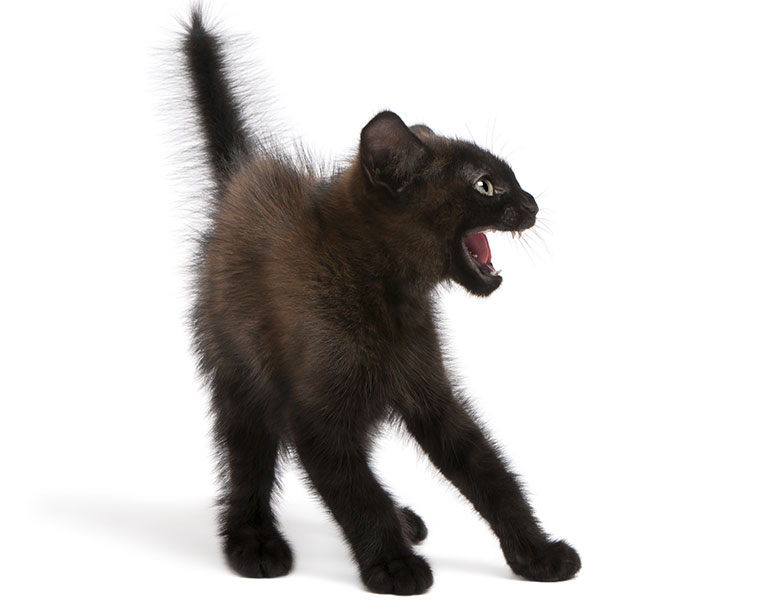 Immagine di un gattino nero spaventato con tutti i peli dritti tipico comportamento del gatto pauroso