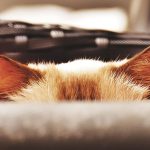 Gattino-spaventato-gli-si-vedono-solo-le-orecchie
