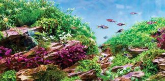 Piante-d'acqua-dolce-nell'acquario