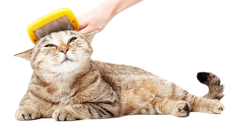 Gatto si lascia spazzolare per una toelettatura fai da te per la sua igiene e benessere un momento piacevole per lui