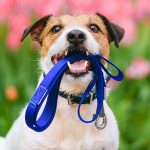 cane-tra-guinzaglio e collare