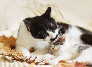 Maternita e cuccioli: cosa è necessario sapere