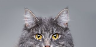 Miti-da-sfatare-sui-gatti