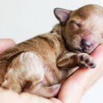 cuccioli-con-problemi-di-separazione