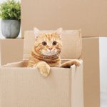 Gatto-nascosto-dentro-una-scatola
