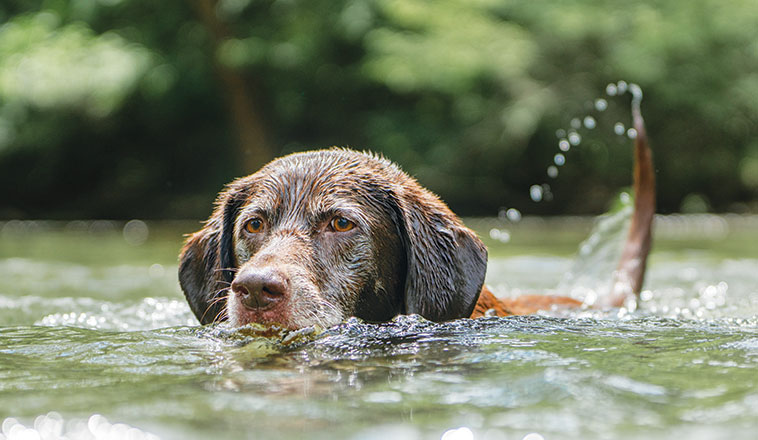 Cane attivo e sportivo che nuota nel lago 