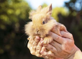 Pet-therapy-il-coniglio-animale-adatto
