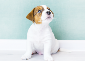 protezione articolazioni cani piccola taglia