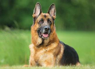 Cane-pastore-tedesco