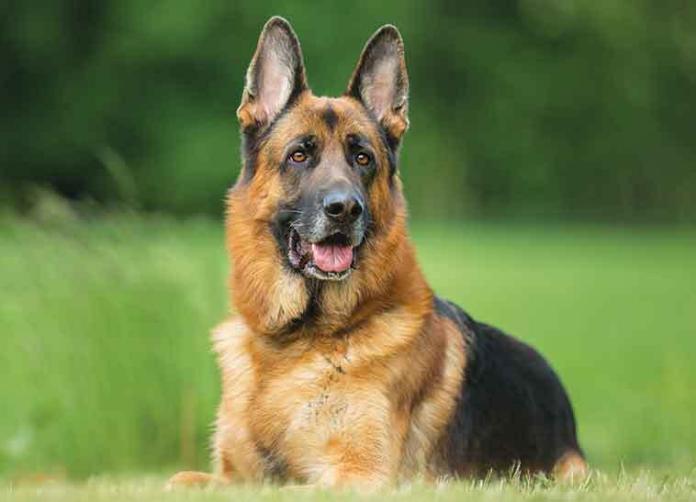 iStock-926735822-pastore-tedesco Cane-pastore-tedesco