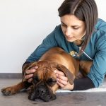 Giada-Marroffino-massaggi-per-cani