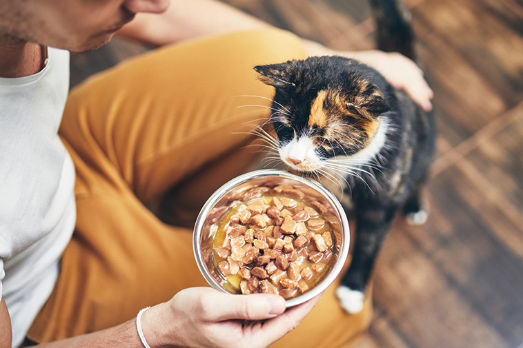 Gatto e la ciotola con il cibo 