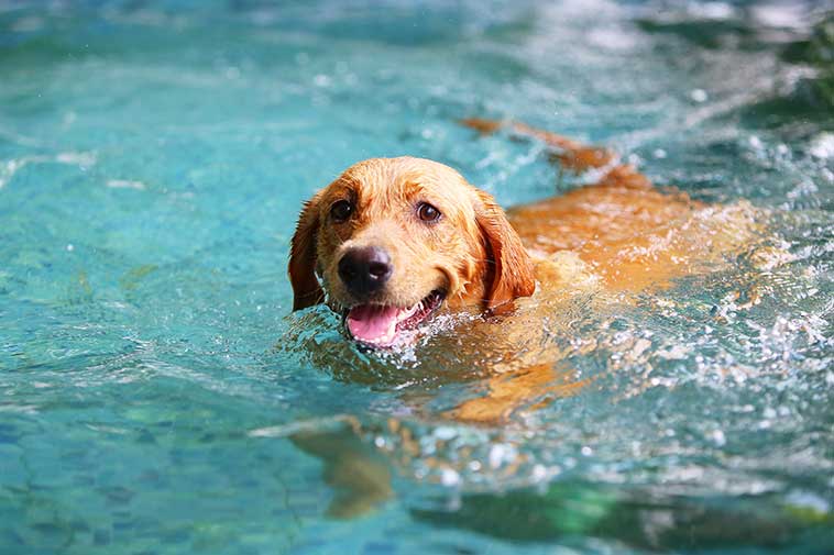 Cane mentre fa il bagno al mare