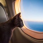 gatto-in-aereo