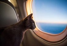 gatto-in-aereo