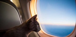 gatto-in-aereo