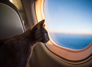 gatto-in-aereo