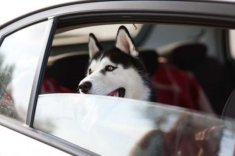 Cane in auto sul sedile posteriore