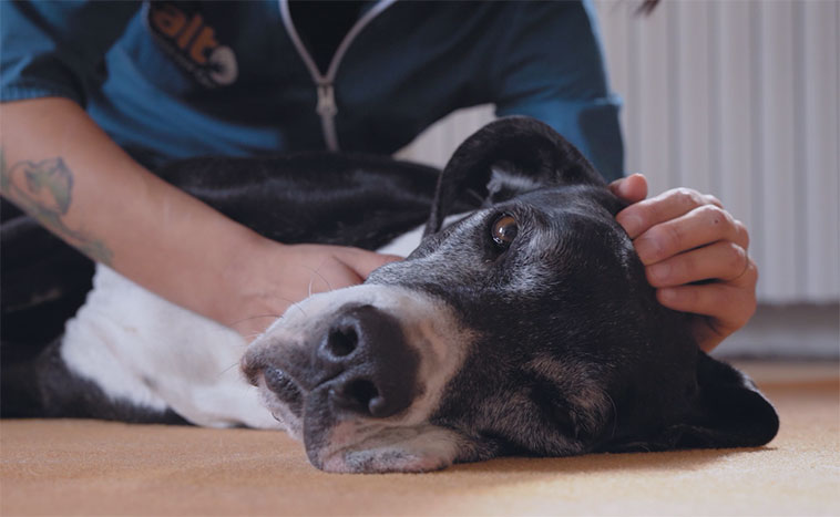 massaggio al cane per il mal di testa 