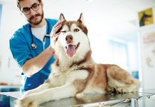 cane-dal-veterinario